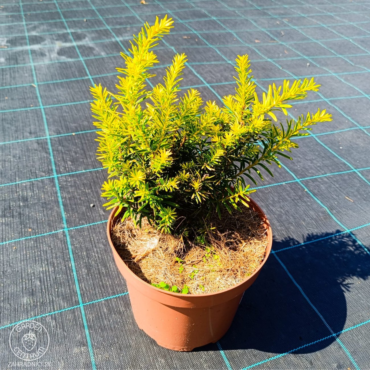 Obrázok Tis japonský (Taxus cuspidata) ´AURESCENS´ - výška 20-30 cm, kont. C3L